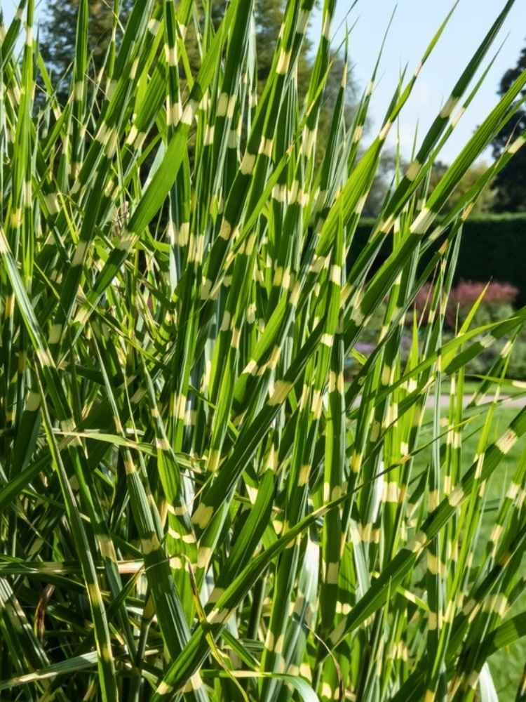 Miscanthus sinensis ‘Strictus’ | Chinaschilf, Zebraschilf im Onlineshop der Bohlken Baumschulen