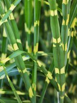 Miscanthus sinensis ‘Strictus’ | Chinaschilf, Zebraschilf im Onlineshop der Bohlken Baumschulen