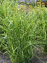 Miscanthus sinensis ‘Strictus’ | Chinaschilf, Zebraschilf im Onlineshop der Bohlken Baumschulen