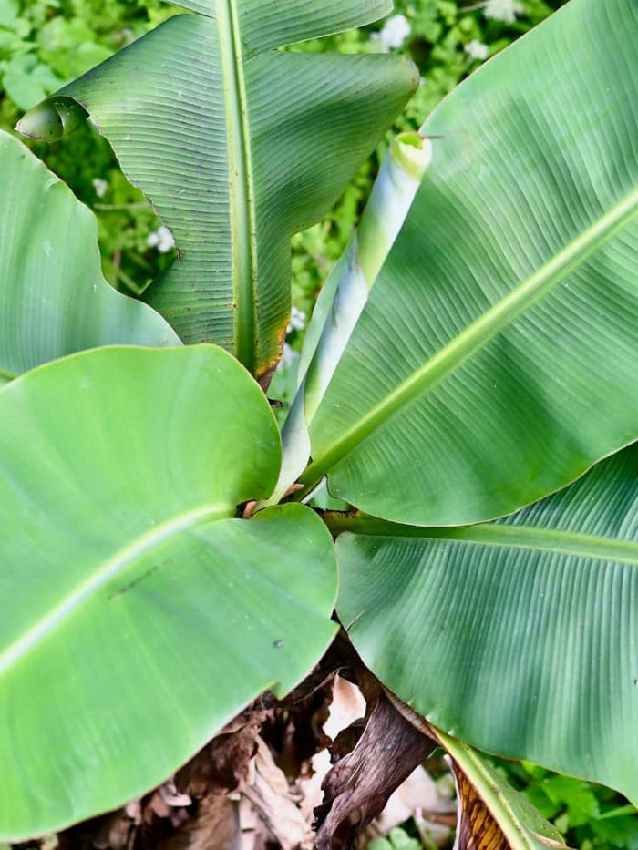 Jetzt Japanische Faserbanane online kaufen bei Bohlken Pflanzenversand –  Bohlken Pflanzenversand GbR