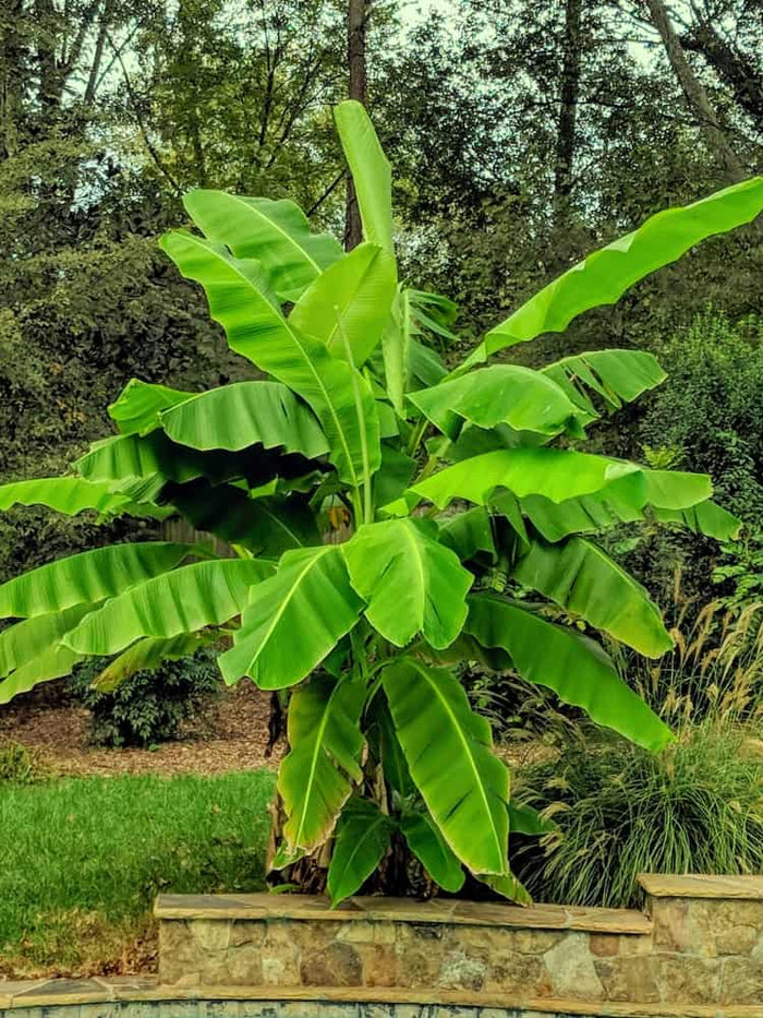 Jetzt Japanische Faserbanane online kaufen bei Bohlken Pflanzenversand –  Bohlken Pflanzenversand GbR