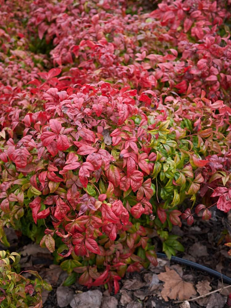 Heiliger Bambus, Himmelsbambus, Nandina domestica 'Firepower' kaufen im Online-Shop der Bohlken Baumschulen