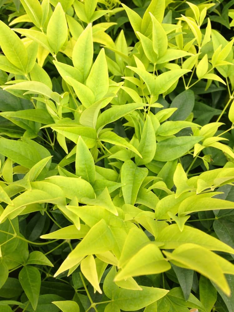 Heiliger Bambus, Himmelsbambus, Nandina domestica 'Magical ® Lemon and Lime' kaufen im Online-Shop der Bohlken Baumsculen