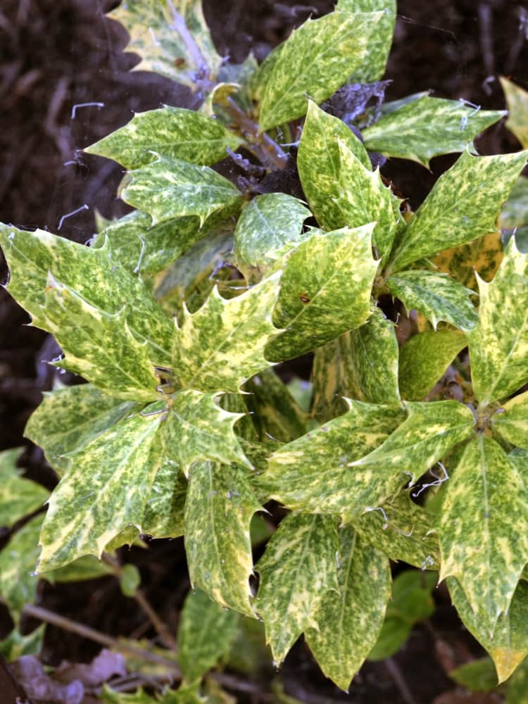 Osmanthus heterophyllus 'Goshiki', Stachelblättrige Duftblüte 'Goshiki' im Onlineshop der Bohlken Baumschulen