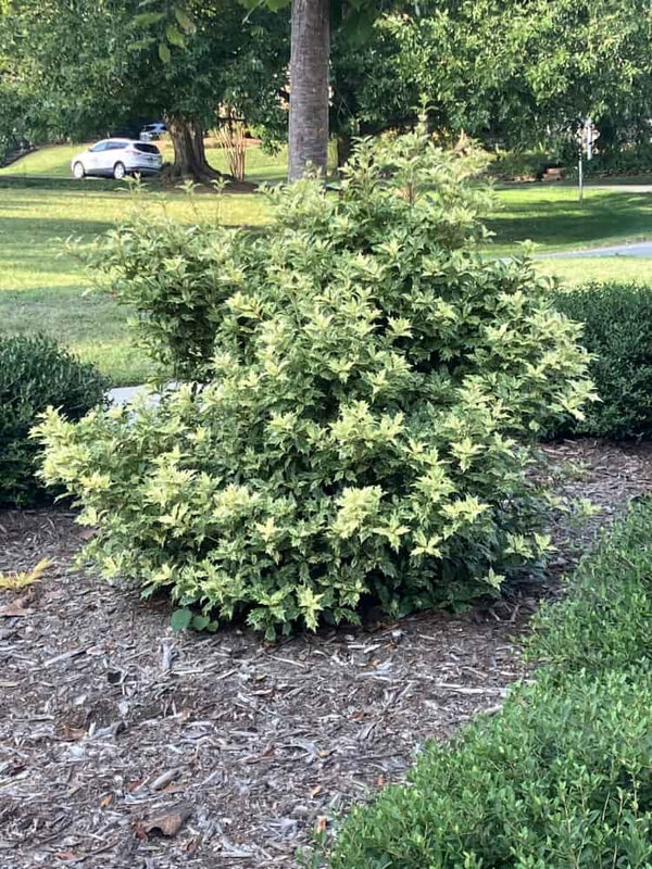 Osmanthus heterophyllus 'Goshiki', Stachelblättrige Duftblüte 'Goshiki' im Onlineshop der Bohlken Baumschulen