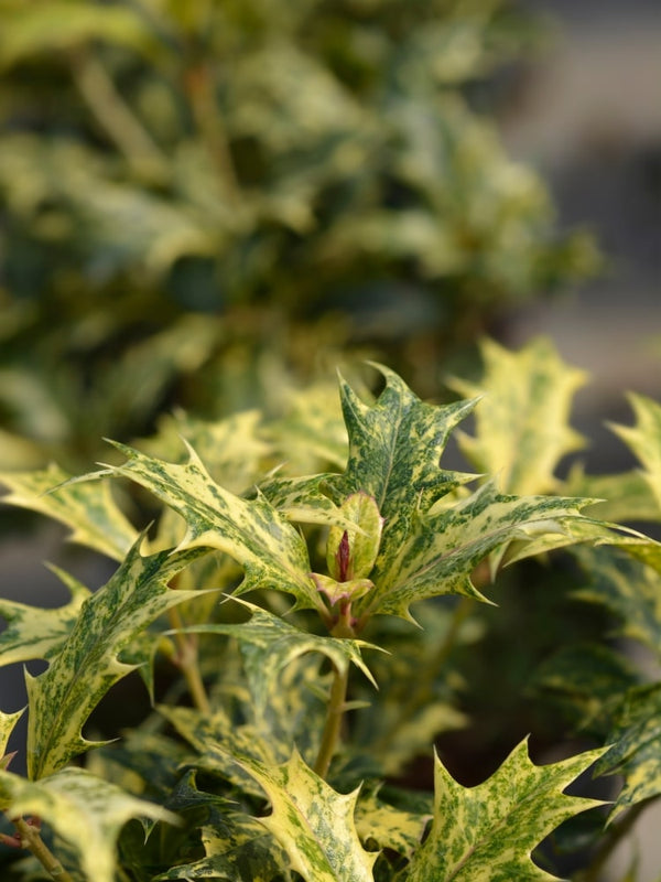 Osmanthus heterophyllus 'Tricolor', Stachelblättrige Duftblüte 'Tricolor' im Onlineshop der Bohlken Baumschulen