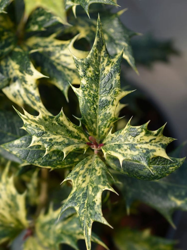 Osmanthus heterophyllus 'Tricolor', Stachelblättrige Duftblüte 'Tricolor' im Onlineshop der Bohlken Baumschulen