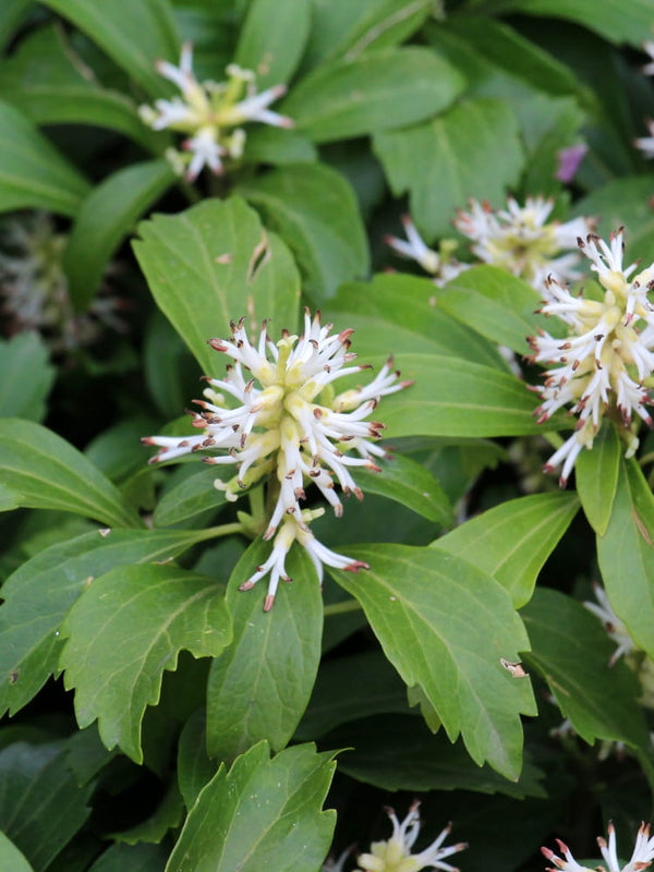 Dickmännchen Schattengrün Blüte, Pachysandra terminalis kaufen im Online-Shop der Bohlken Baumschulen