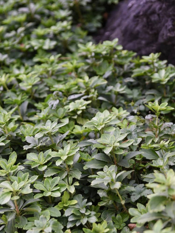 Dickmännchen Schattengrün, Pachysandra terminalis kaufen im Online-Shop der Bohlken Baumschulen