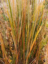 Bild von Rutenhirse, Zierhirse 'Northwind' im Onlineshop von Bohlken Pflanzenversand GbR