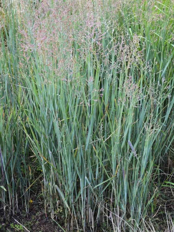 Panicum virgatum ‘Heavy Metal’ | Rutenhirse ‘Heavy Metal’ im Onlineshop der Bohlken Baumschulen