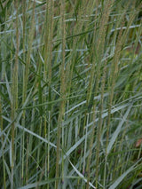 Panicum virgatum ‘Heavy Metal’ | Rutenhirse ‘Heavy Metal’ im Onlineshop der Bohlken Baumschulen