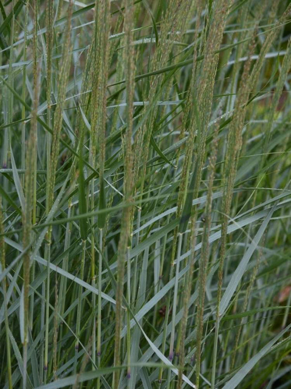 Panicum virgatum ‘Heavy Metal’ | Rutenhirse ‘Heavy Metal’ im Onlineshop der Bohlken Baumschulen