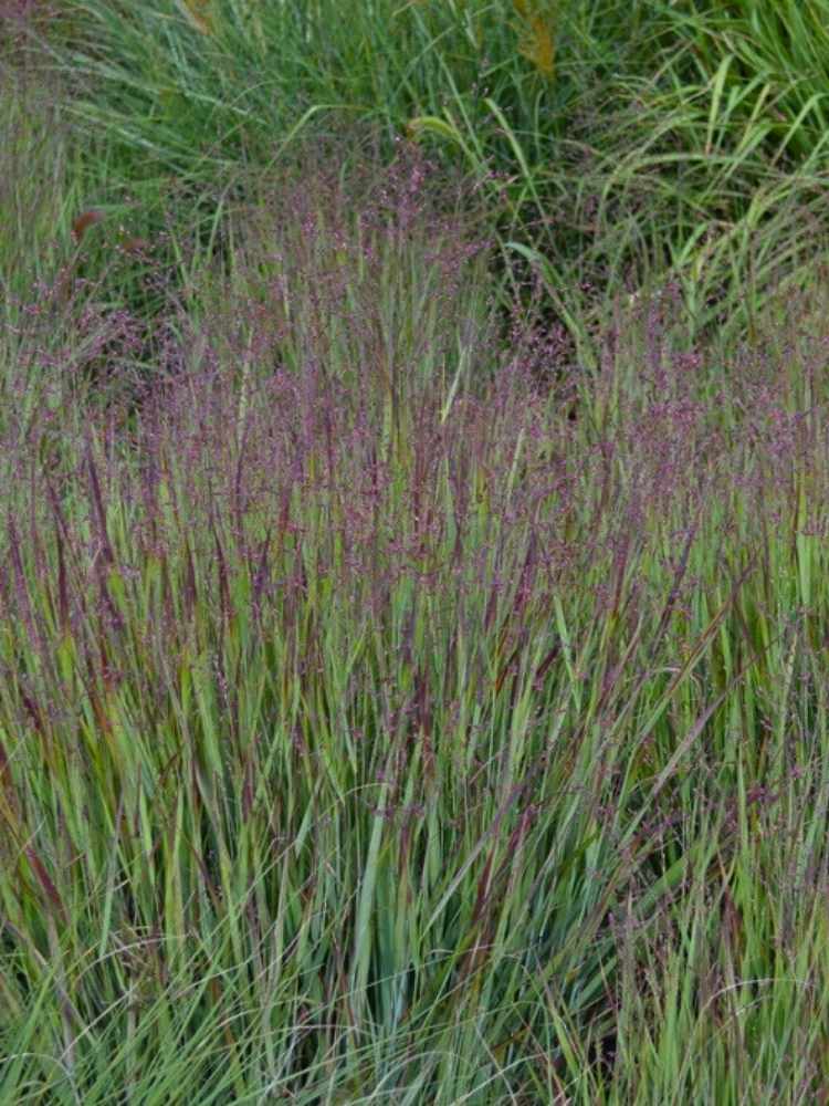 Panicum virgatum ‘Heavy Metal’ | Rutenhirse ‘Heavy Metal’ im Onlineshop der Bohlken Baumschulen