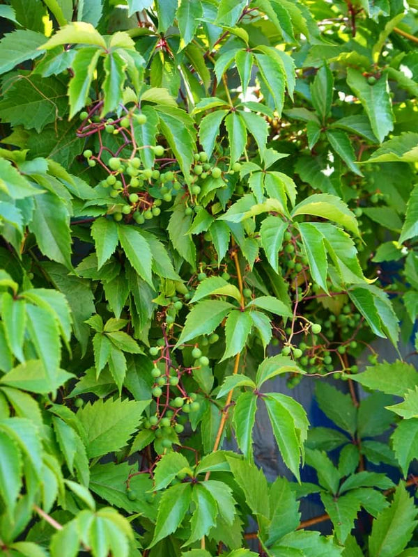 Selbstkletternde Jungfernrebe | Wilder-Wein | Parthenocissus quinquefolia im Onlineshop der  Bohlken Baumschulen