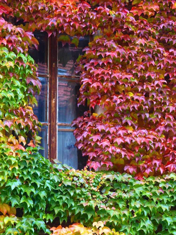Parthenocissus tricuspidata 'Green Spring' | Dreilappige Jungfernrebe 'Green Spring' im Onlineshop der Bohlken Baumschulen