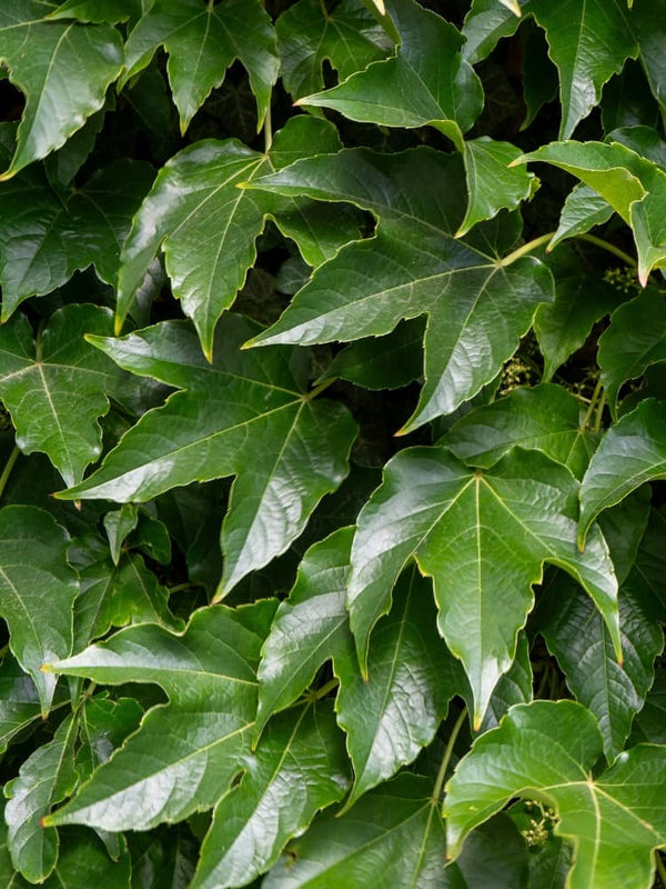 Parthenocissus tricuspidata 'Veitchii' | Dreilappige Jungfernrebe 'Veitchii' im Onlineshop der Bohlken Baumschulen