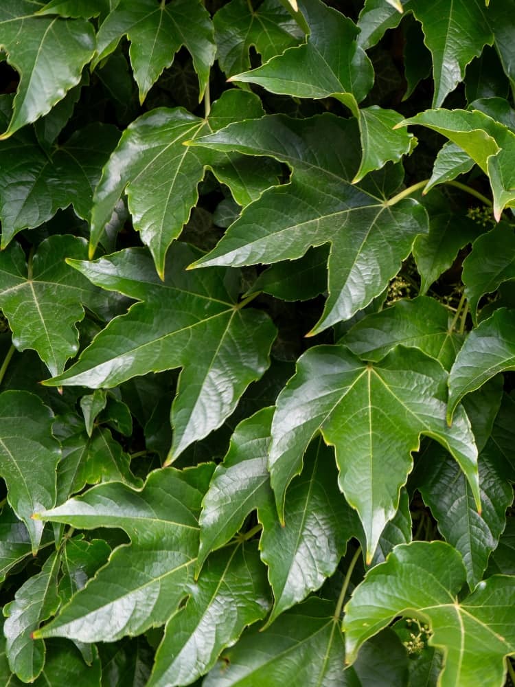 Parthenocissus tricuspidata 'Veitchii' | Dreilappige Jungfernrebe 'Veitchii' im Onlineshop der Bohlken Baumschulen