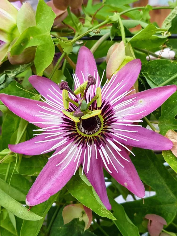 Passionsblume, Passiflora Hybride 'Lavender Lady' kaufen im Online-Shop der Bohlken Baumschulen