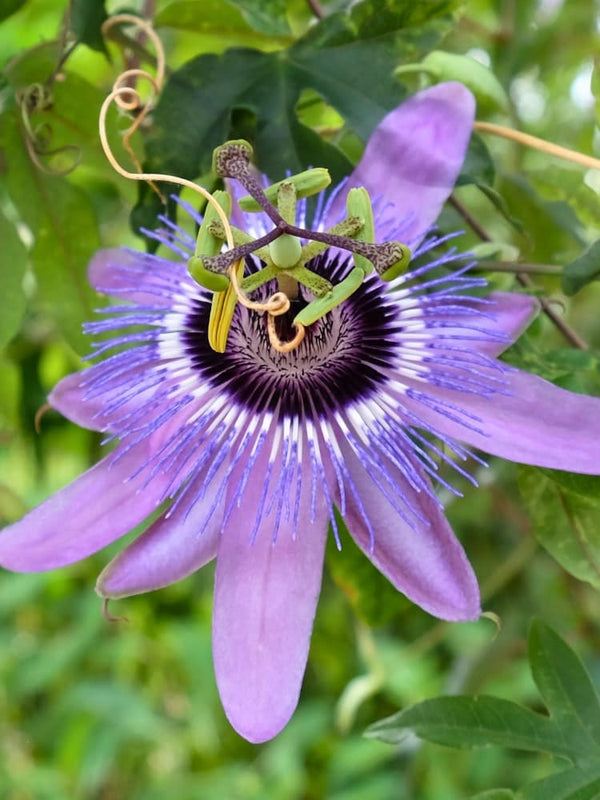 Passiflora Hybr. 'Purple Haze' | Passionsblume 'Purple Haze' | kaufen im Onlineshop der Bohlken Baumschulen