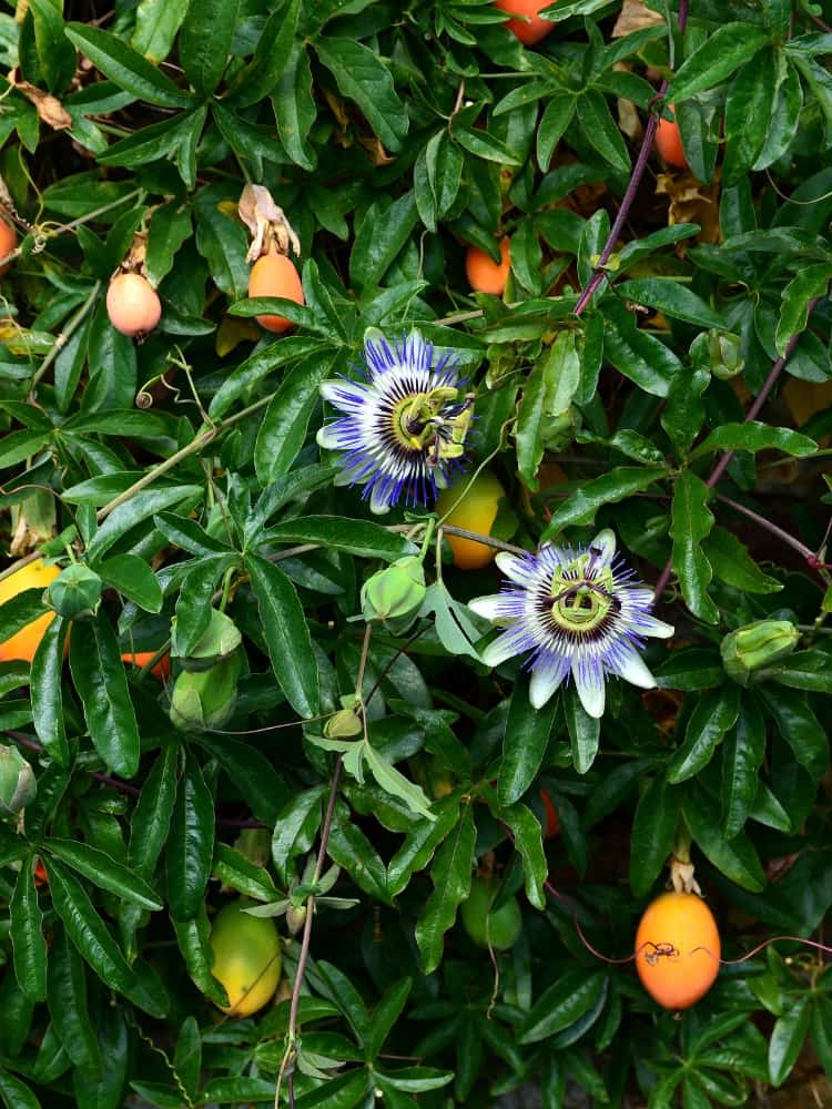 Passiflora caerulea | Blaue Passionsblume | kaufen im Onlineshop der Bohlken Baumschulen