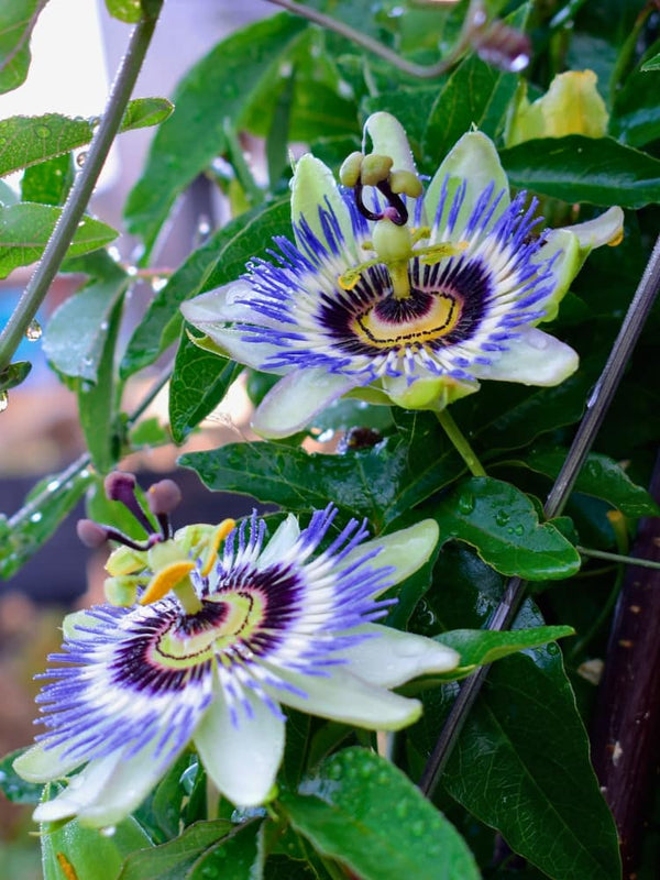 Passiflora caerulea | Blaue Passionsblume | kaufen im Onlineshop der Bohlken Baumschulen