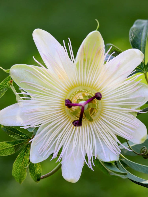 Passiflora caerulea 'Constance Elliot' | Passionsblume | kaufen im Onlineshop der Bohlken Baumschulen