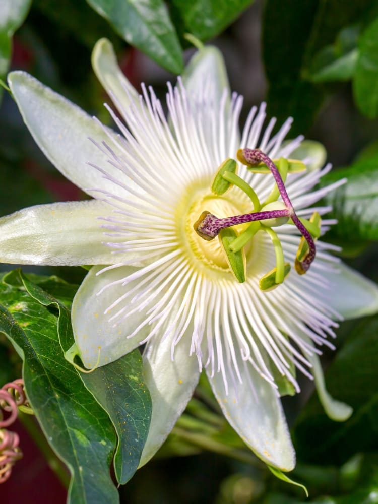 Passiflora caerulea 'Constance Elliot' | Passionsblume | kaufen im Onlineshop der Bohlken Baumschulen