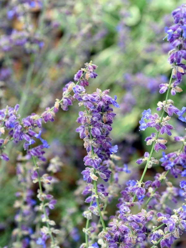 Blauraute 'Little Spire' ®, Perovskia atriplicifolia 'Little Spire' ® kaufen im Online-Shop der Bohlken Baumschulen
