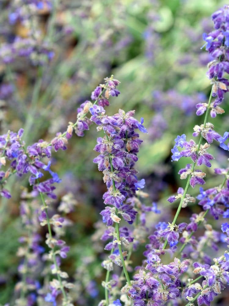 Blauraute 'Little Spire' ®, Perovskia atriplicifolia 'Little Spire' ® kaufen im Online-Shop der Bohlken Baumschulen