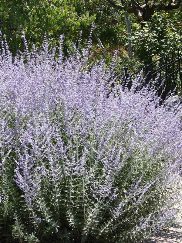 Perovskia atriplicifolia 'Prime Time', Blauraute 'Prime Time' im Onlineshop der Bohlken Baumschulen