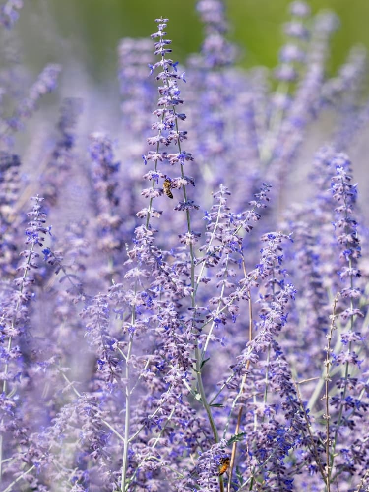 Perovskia atriplicifolia 'Prime Time', Blauraute 'Prime Time' im Onlineshop der Bohlken Baumschulen