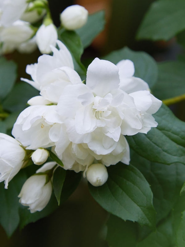 Gartenjasmin 'Pearls of Perfume' ®