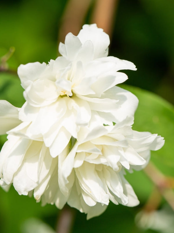 Philadelphus 'Schneesturm', Gartenjasmin 'Schneesturm' im Onlineshop der Bohlken Baumschulen