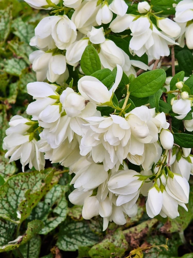 Philadelphus 'Snowbelle', Gartenjasmin 'Snowbelle' im Onlineshop der Bohlken Baumschulen