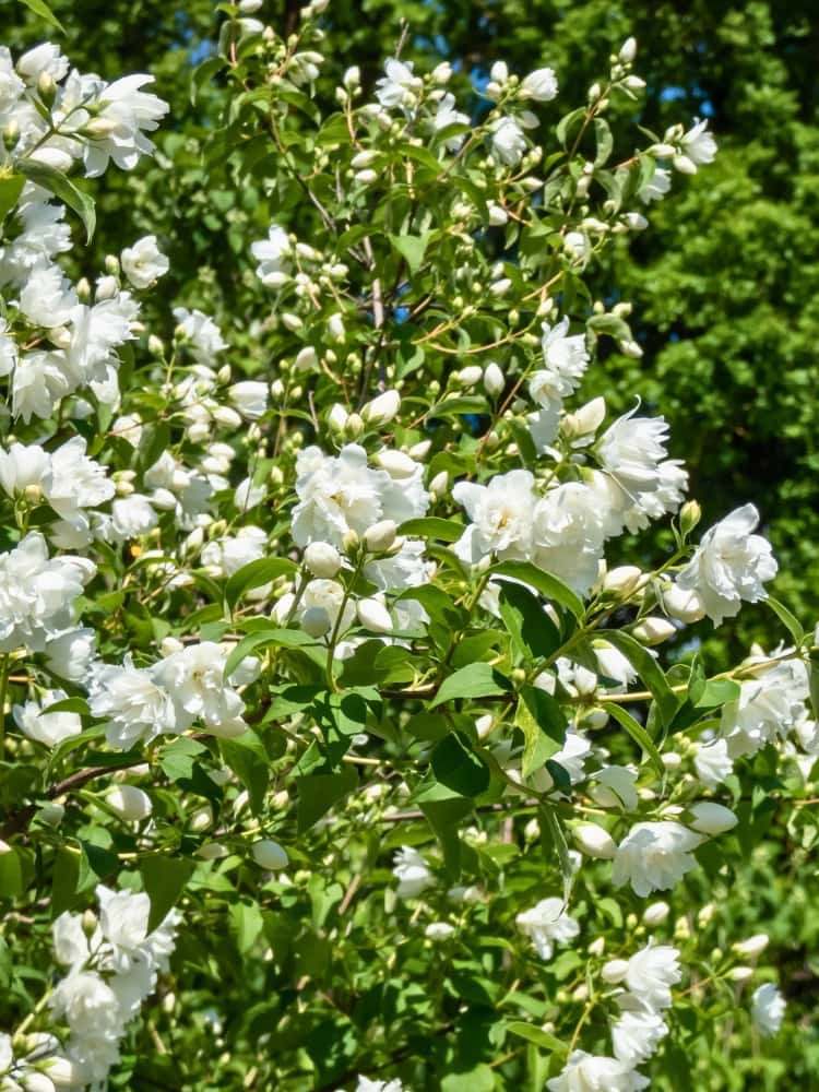 Philadelphus 'Virginal', Gefüllter Gartenjasmin 'Virginal' im Onlineshop der Bohlken Baumschulen