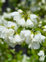 Philadelphus 'Virginal', Gefüllter Gartenjasmin 'Virginal' im Onlineshop der Bohlken Baumschulen