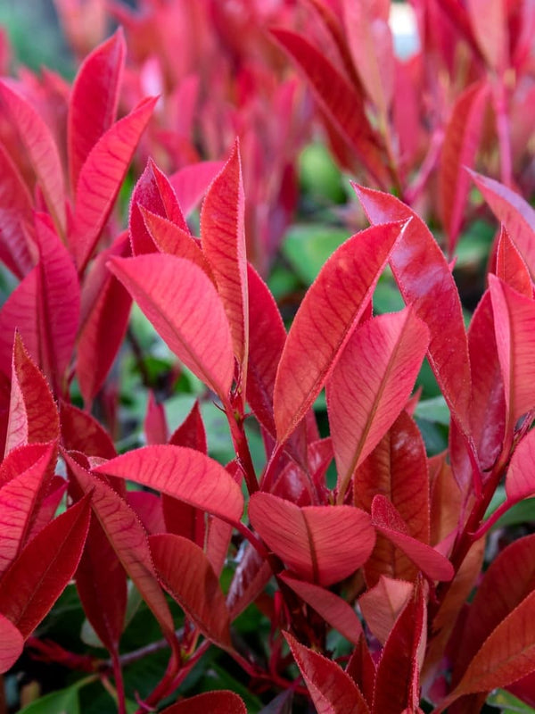 Glanzmispel, Photinia fraseri 'Little Fenna' ® kaufen im Online-Shop der Bohlken Baumschulen