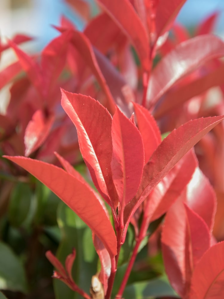Glanzmispel 'Little Red Robin, Photinia fraseri 'Little Red Robin' bei Bohlken Baumschulen