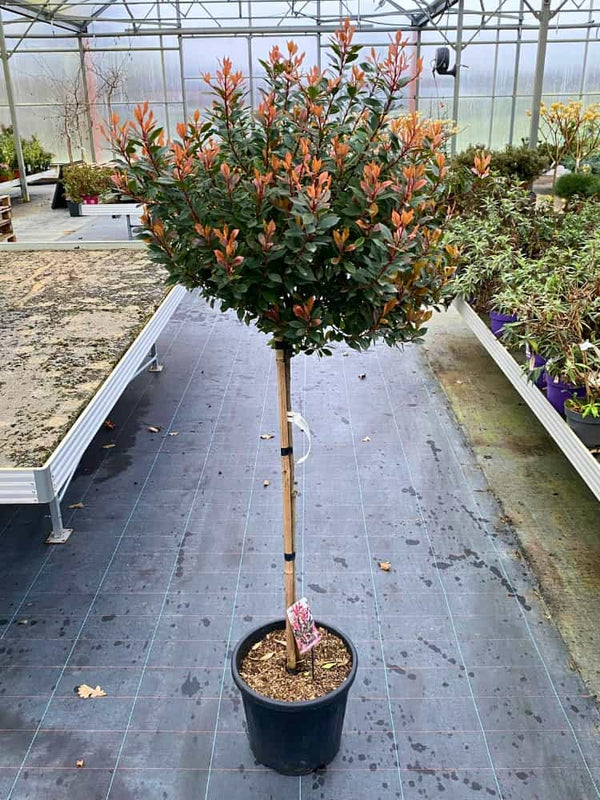 Glanzmispel 'Chico' ® Stämmchen 80 cm