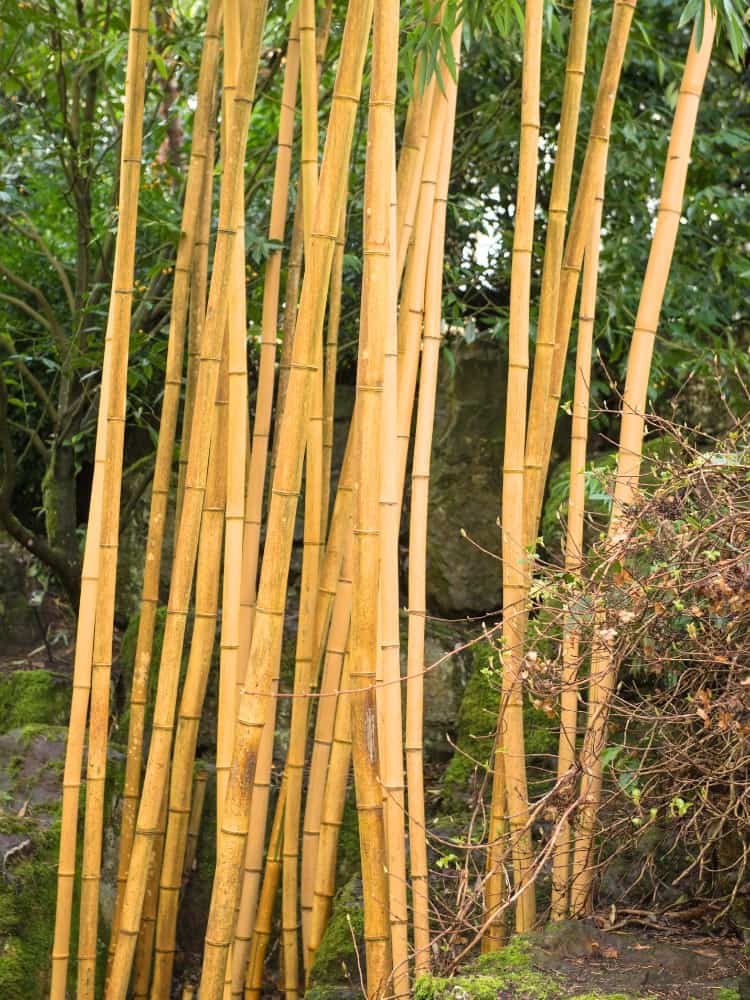 Zauber Bambus, Riesenbambus