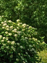 Schneeballblättrige Blasenspiere | Physocarpus opulifolius im Onlineshop der Bohlken Baumschulen