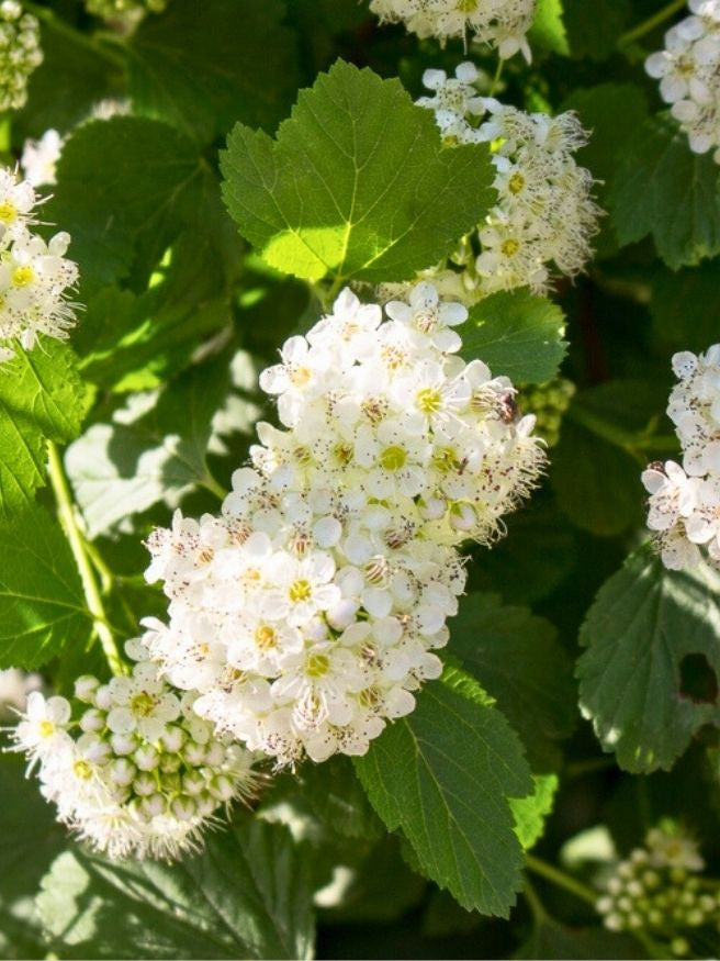 Schneeballblättrige Blasenspiere | Physocarpus opulifolius im Onlineshop der Bohlken Baumschulen