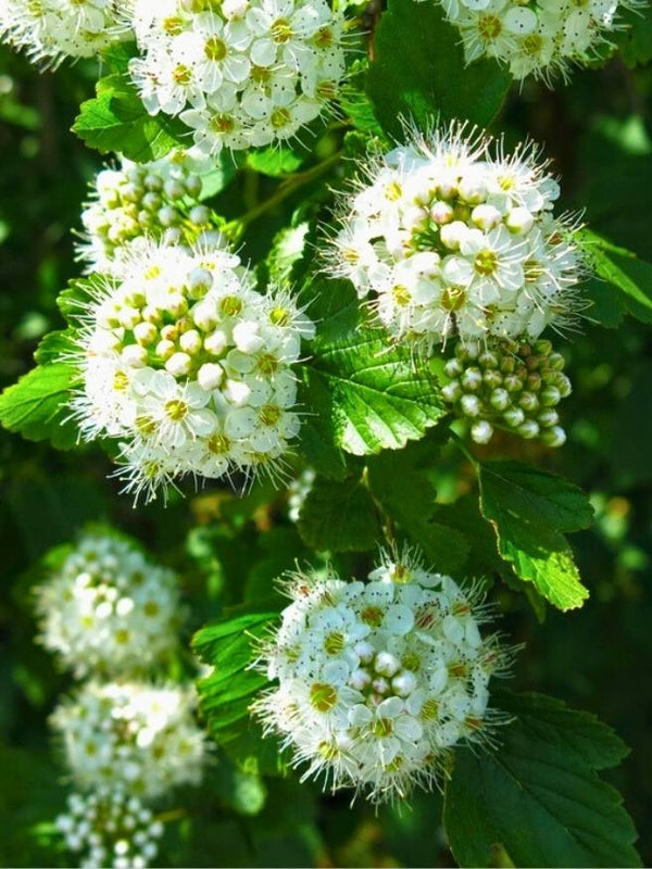 Schneeballblättrige Blasenspiere | Physocarpus opulifolius im Onlineshop der Bohlken Baumschulen