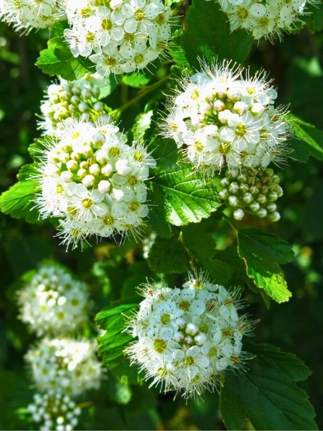 Schneeballblättrige Blasenspiere | Physocarpus opulifolius im Onlineshop der Bohlken Baumschulen