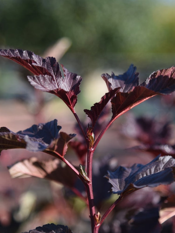 Physocarpus opulifolius 'Diabolo' ®, Blasenspiere, Fasanenspiere 'Diabolo' ® im Onlineshop der Bohlken Baumschulen