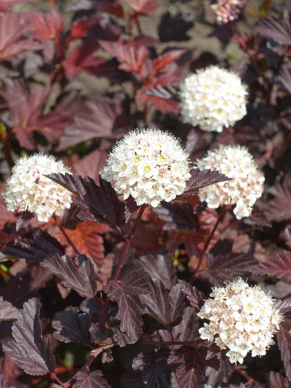 Physocarpus opulifolius 'Diabolo' ®, Blasenspiere, Fasanenspiere 'Diabolo' ® im Onlineshop der Bohlken Baumschulen