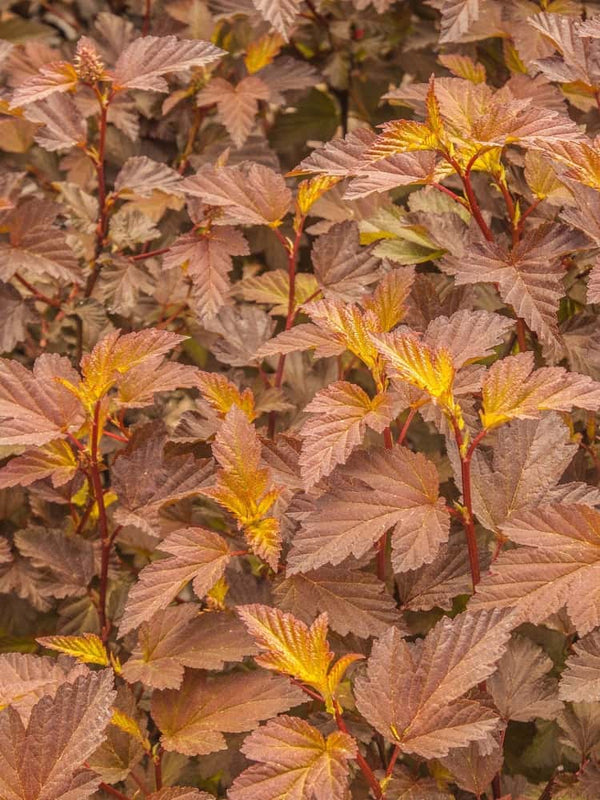 Physocarpus opulifolius 'Little Angel', Blasenspiere, Fasanenspiere 'Little Angel' im Onlineshop der Bohlken Baumschulen