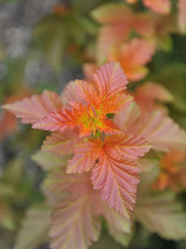 Physocarpus opulifolius 'Little Angel', Blasenspiere, Fasanenspiere 'Little Angel' im Onlineshop der Bohlken Baumschulen