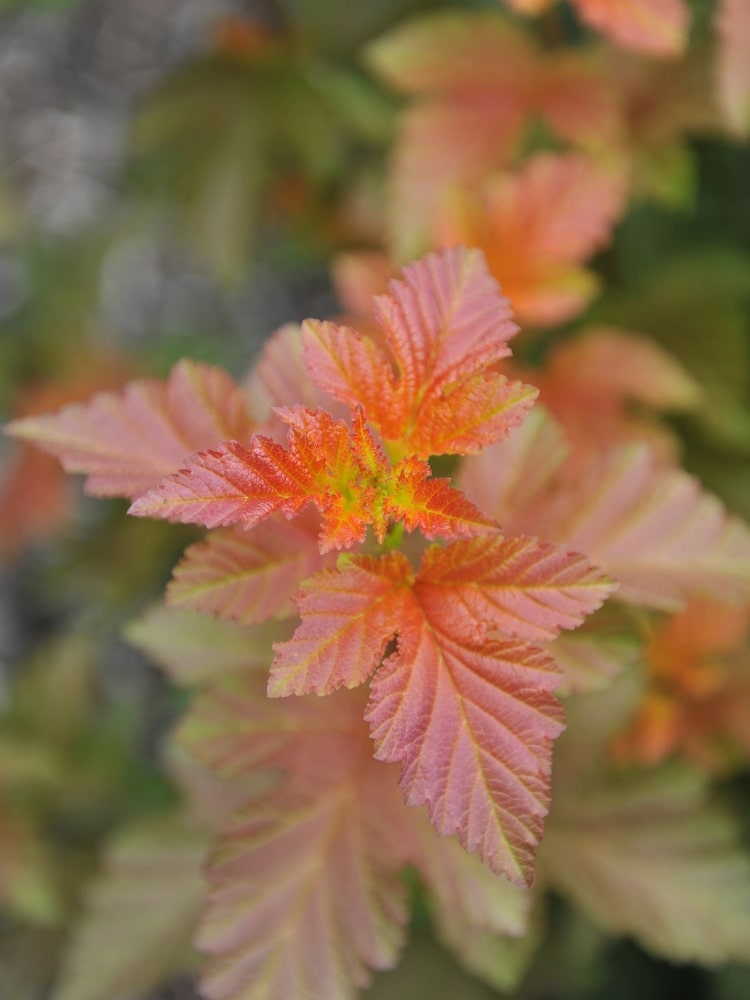 Physocarpus opulifolius 'Little Angel', Blasenspiere, Fasanenspiere 'Little Angel' im Onlineshop der Bohlken Baumschulen